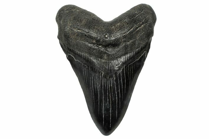 Fossil Megalodon Tooth - South Carolina #333638